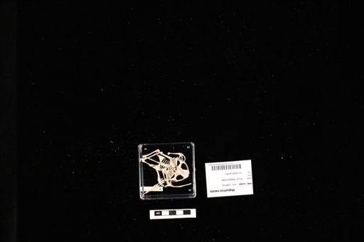 Megophrys nasuta