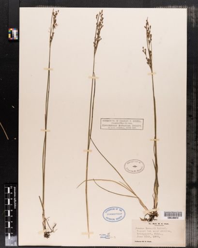 Juncus