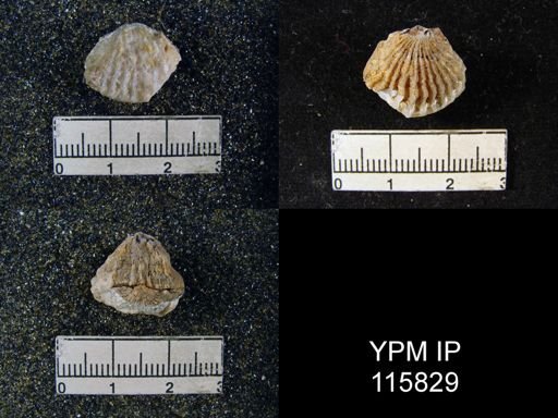 Meekella attenuata