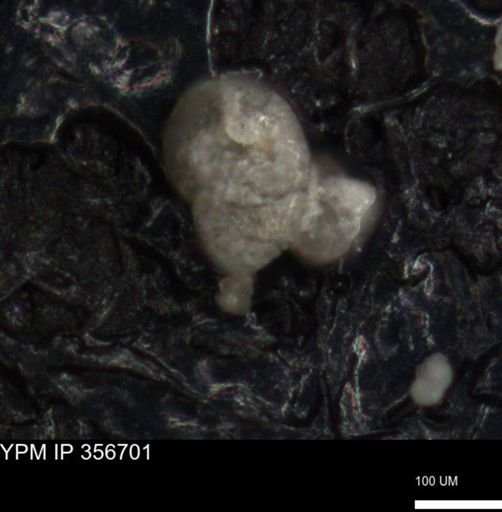 undet. Foraminiferida