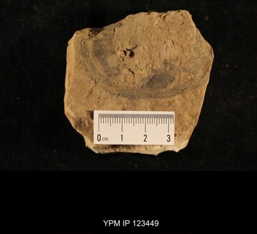 Orbiculoidea montis