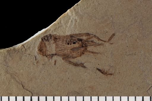 Gryllidae