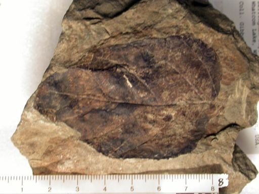 Angiospermopsida