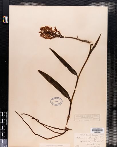 Habenaria