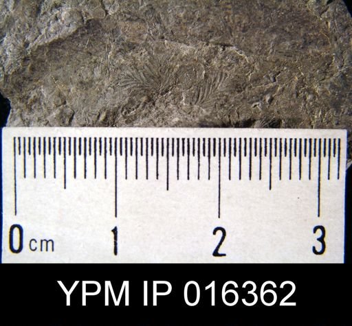 Reptaria stolonifera