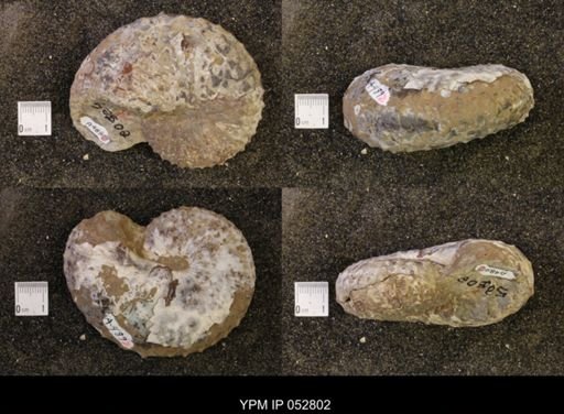 Discoscaphites gulosus