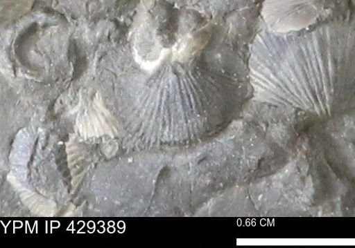 Devonochonetes scitulus