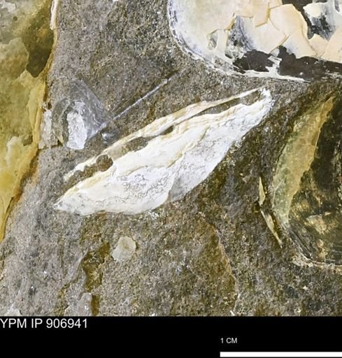 Pseudoptera sp.
