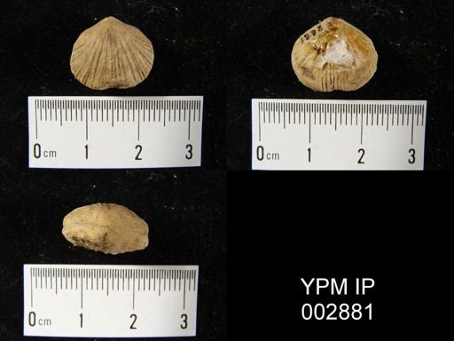 Rhynchonella principilaris