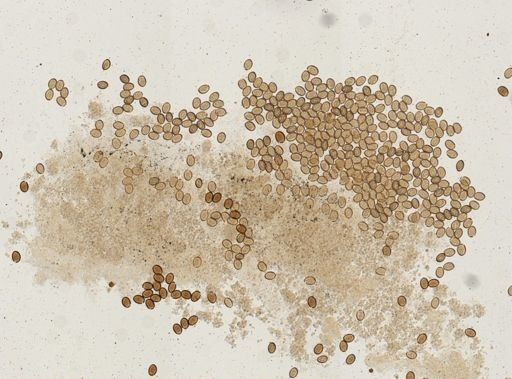 Dicrocoelium dendriticum