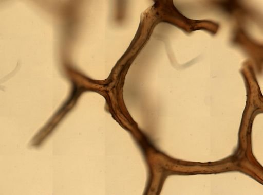 Verongia sp.