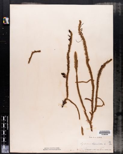 Lycopodium alopecuroides