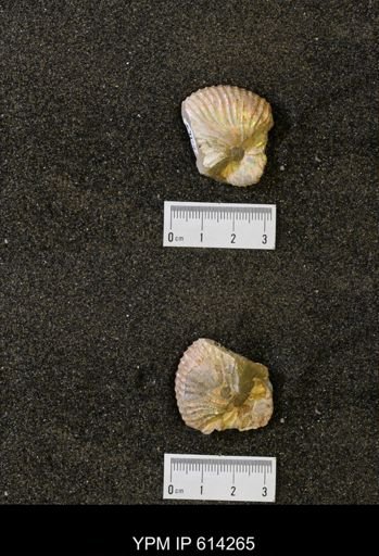 undet. Scaphitidae