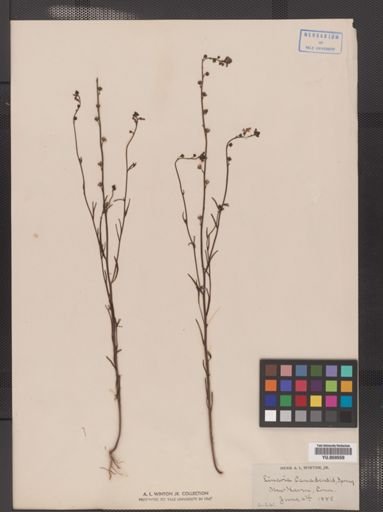 Linaria canadensis
