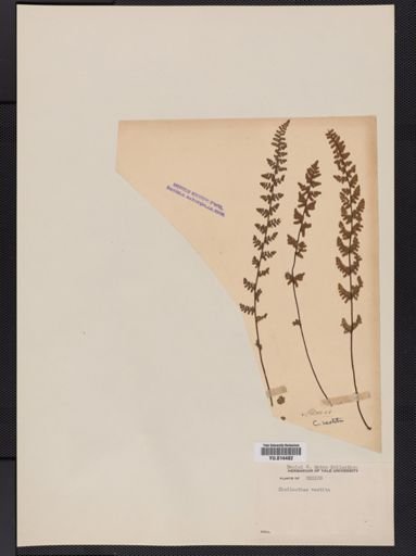 Cheilanthes