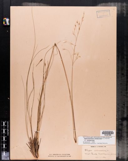 Piptochaetium avenaceum