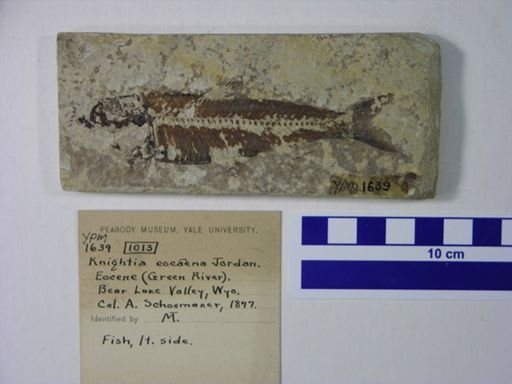 Knightia eocaena
