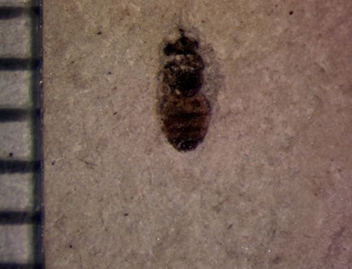 undet. Syrphidae
