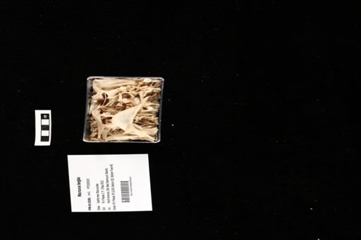 Macrourus berglax