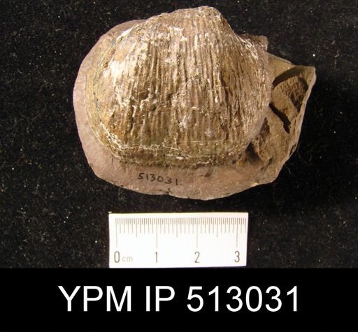 Productus