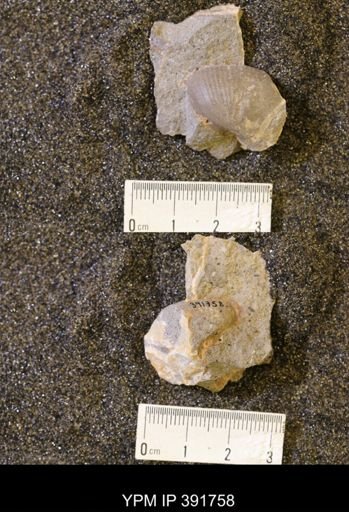 Scaphites whitfieldi