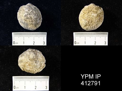 undet. Atrypida