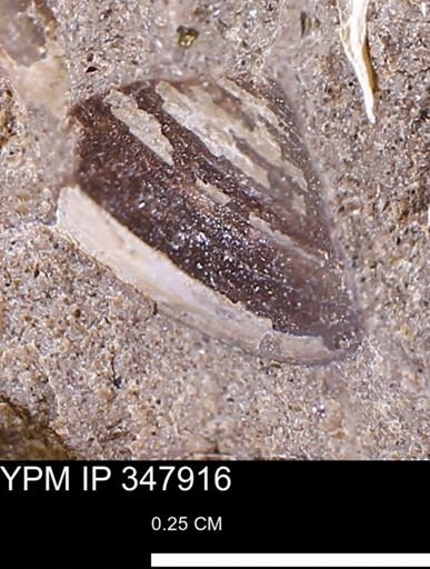 undet. Bivalvia