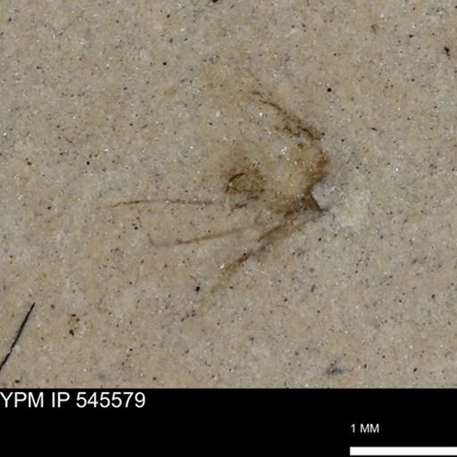 undet. Arthropoda