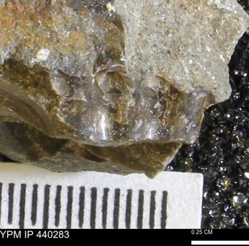 undet. Scaphitidae