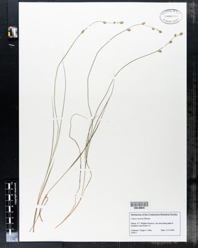 Carex seorsa
