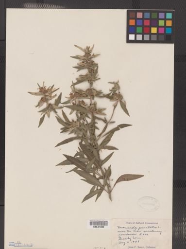 Monarda punctata