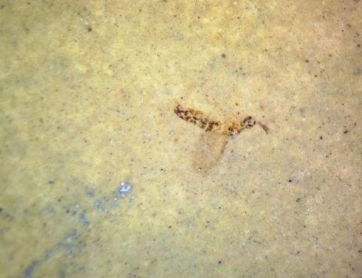 Diptera?