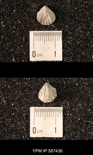 Camarotoechia whitei