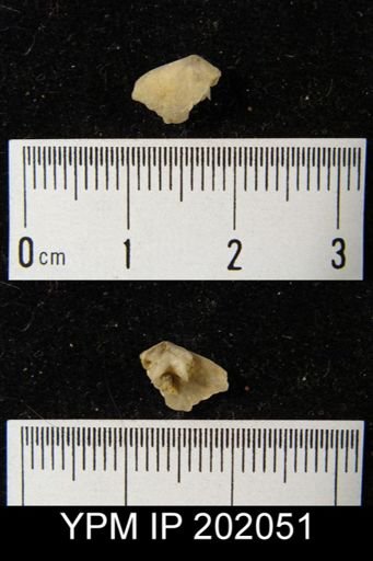 Rensselaerina medioplicata