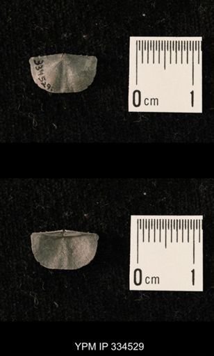 Mesolobus obsoletus