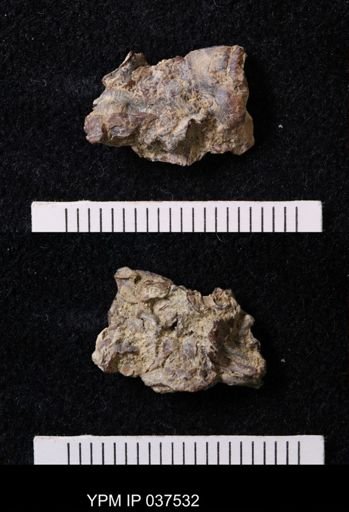 Pacifastacus chenoderma