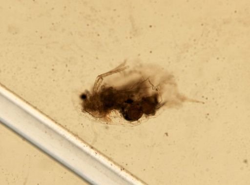 Daphnia pulex