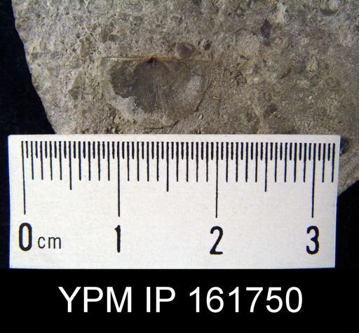 Brachyprion leda