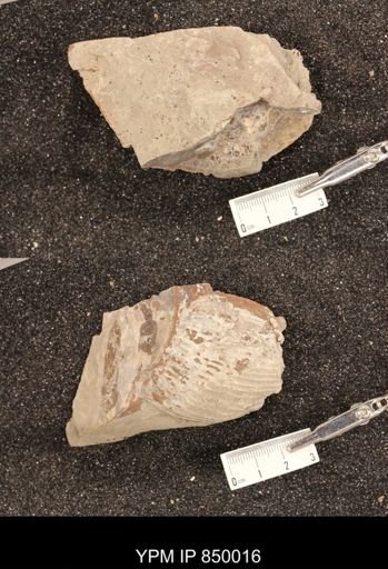 undet. Scaphitidae