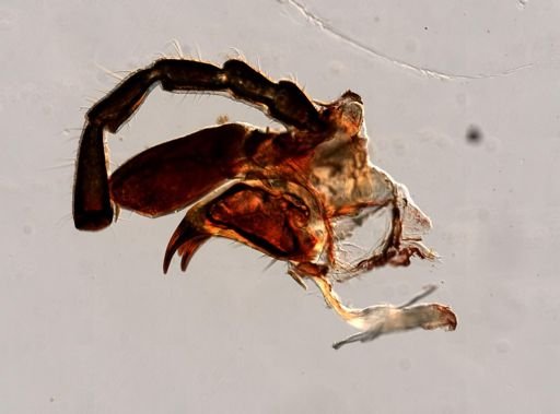 Melanoplus femurrubrum
