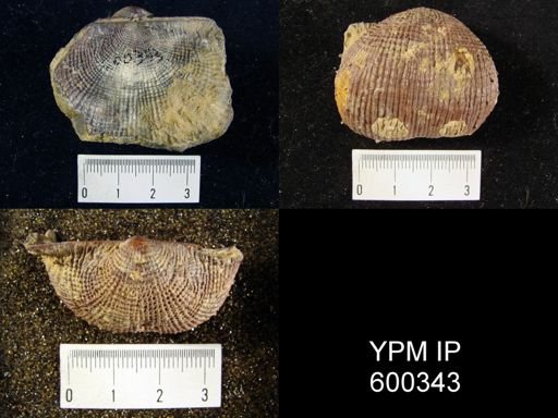 Productus semireticulatus
