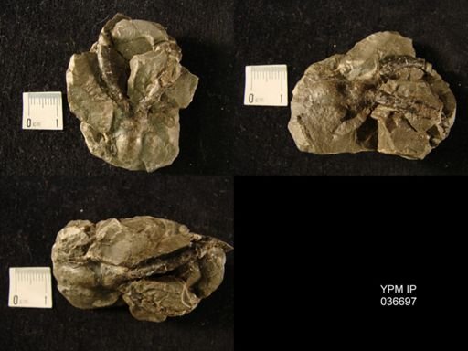 Ceratolichas