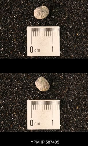 Camarotoechia whitei