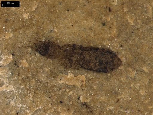 undet. Coleoptera