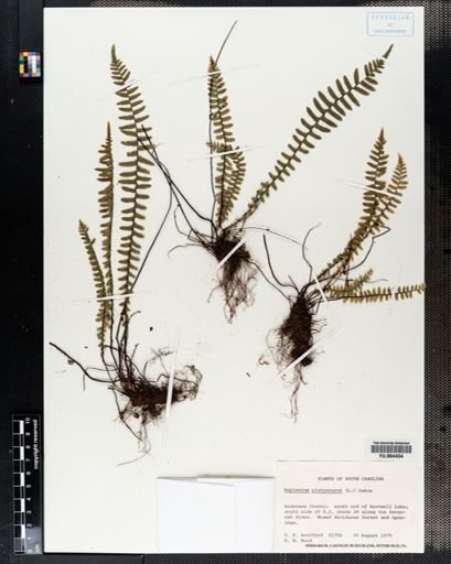 Plantae