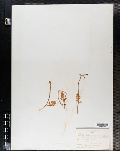Botrychium simplex