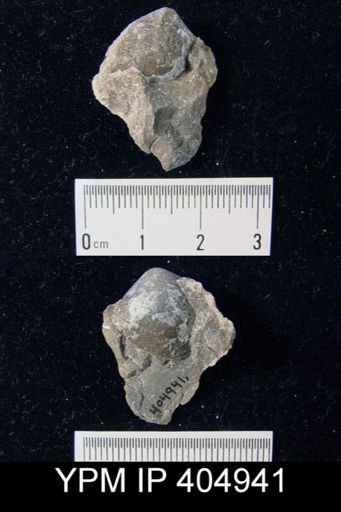 undet. Athyridida