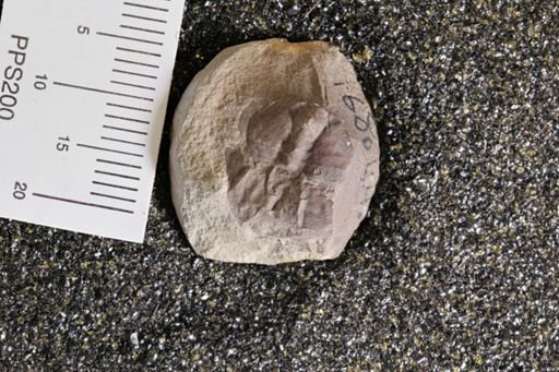 Euproops danae