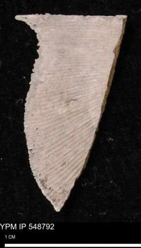 Stropheodonta perplana