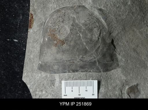 Eurypterus sp.